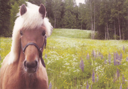 Horse - Cheval - Paard - Pferd - Cavallo - Cavalo - Caballo - Häst - Normako Oy - Finland - Chevaux