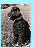 21599     CHIEN  ( Caniche Pudel )     (2 Scans) - Hunde