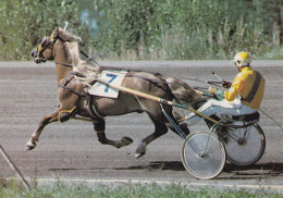 Horse - Cheval - Paard - Pferd - Cavallo - Cavalo - Caballo - Häst - Vekseli - Finland - Chevaux