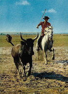 La Camargue Guardian à La Poursuite D'un Taureau - Chevaux