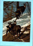 21597  Troupeau De  CHAMOIS       Faune Des Montagnes (2 Scans) - Other & Unclassified