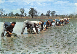 13-SCENE DE CAMARGUE-REPIQUAGE DU RIZ-N°T566-B/0201 - Otros & Sin Clasificación