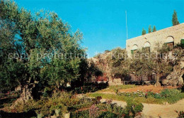 72660465 Jerusalem Yerushalayim Garden Of Gethsemane Israel - Israel