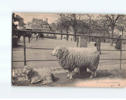 Moutons Sur Le Marché - état - Andere & Zonder Classificatie