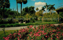 72630117 Tampa_Florida Busch-Gardens - Sonstige & Ohne Zuordnung