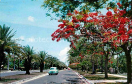 72614772 Miami_Florida Royal Poinciana Trees Along S Miami Avenue - Sonstige & Ohne Zuordnung