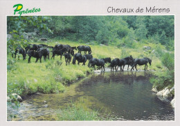 Chevaux De Mérens Race Montagnarde Rustique Fixée Dans Les Pyrénées - Horses