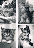4 Cartes Chat  - Cat -  Katze-  Poezen -gatto - Gatti