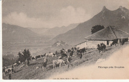 PATURAGE PRES GUYERES - Gruyères