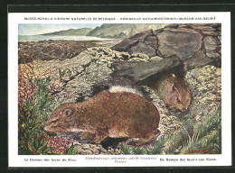 Künstler-AK Dendrohyrax Arboreus Adolfi-friederici (Brauer), Steppenwald-Baumschliefer  - Otros & Sin Clasificación