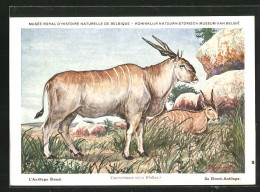 Künstler-AK Taurotragus Oryx, Elenantilopen Ruhen An Einem Felsen  - Autres & Non Classés