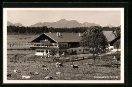 AK Bernbeuren, Erholungsheim Nachsee Vor Bergkulisse, Weidende Kühe  - Weiden I. D. Oberpfalz