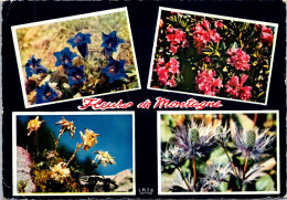 13-5-2024 (5 Z 3) Mountains Flowers / Fleurs De Montagne (posted 1960's) - Bloemen