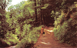 R299067 Hastings. Fairlight Glen. Postcard - World