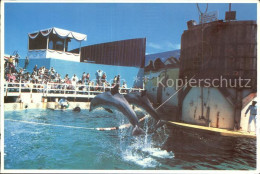 72582830 Redwood_City Marine World Africa Dolphins - Sonstige & Ohne Zuordnung