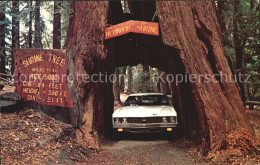 72582248 Myers_Flat Redwood Shrine Tree - Other & Unclassified