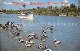 72582204 Florida_US-State Flamingo Everglades National-Park - Otros & Sin Clasificación