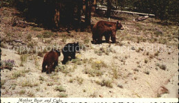 72528637 Wyoming_Illinois Mother Bear And Cubs - Autres & Non Classés