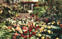 72482916 San_Diego_California Rosecroft Begonia Gardens - Andere & Zonder Classificatie