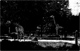 CPA Parc Zoologique Du Bois De Vincennes-Les Girafes Sur Leur Plateau-Timbre     L2907 - Sonstige & Ohne Zuordnung