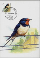 CM/MK°  Hirondelle De Cheminée/Boerenzwaluw/Rauchschwalbe/Swallow - BXL-BSL - 31-08-1992 - BUZIN - RR - TRAIT LONG 31--8 - 1985-.. Birds (Buzin)