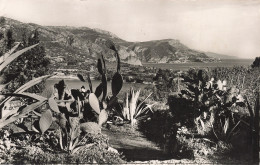 06-LE PLATEAU DU MONT BORON-N°T5278-C/0147 - Autres & Non Classés