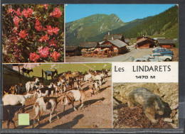 LES LINDARETS // Lot 3 // Chèvres - Sonstige & Ohne Zuordnung