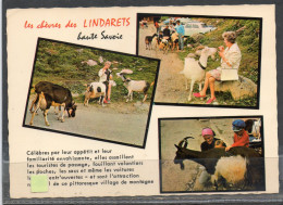 LES LINDARETS // Lot 9 // Chèvres - Sonstige & Ohne Zuordnung