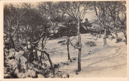 R332013 Unknown Place. Winter Scene. Trees. Old Photography. Postcard - World