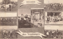 D9178 Souvenir Des Vendanges - Autres & Non Classés