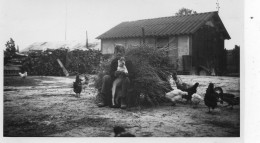 Photo Vintage Paris Snap Shop - Campagne Ferme Poulet Town Farm Chicken Dog - Autres & Non Classés