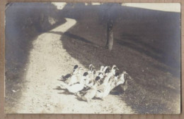 CARTE PHOTO ANIMAL ANIMAUX FERME - TROUPEAU DE CANARDS Traversant Un Chemin 1914 - Other & Unclassified