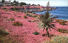 72421758 Pacific_Grove Ice Plant  - Other & Unclassified