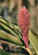 Fleurs - 5422 - Alpinia - CPM - Carte Neuve - Voir Scans Recto-Verso - Blumen