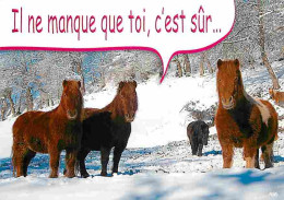 Animaux - Chevaux - Montagnes - Neige - Voir Scans Recto Verso  - Horses