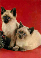Animaux - Chats - Chatons - CPM - Voir Scans Recto-Verso - Gatti