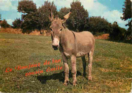 Animaux - Anes - Carte Humoristique - CPM - Voir Scans Recto-Verso - Donkeys