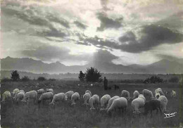 Animaux - Moutons - CPM - Voir Scans Recto-Verso - Autres & Non Classés