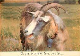 Animaux - Chèvres - Carte à Message Humoristique - CPM - Voir Scans Recto-Verso - Autres & Non Classés