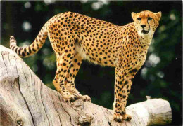 Animaux - Fauves - Guépard - Zoo De La Flèche - CPM - Voir Scans Recto-Verso - Autres & Non Classés