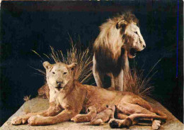 Animaux - Fauves - Lion - Museo Civico Di Storia Naturale Milano - Leone - CPM - Voir Scans Recto-Verso - Lions