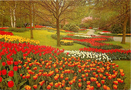 Pays-Bas - Nederland - Lisse - Keukenhof - Fleurs - CPM - Voir Scans Recto-Verso - Lisse