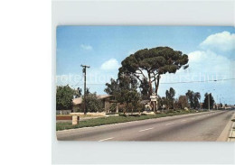 72398996 Chino_California Grand Old Pine Tree - Sonstige & Ohne Zuordnung