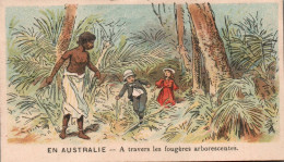 Chromo En Australie A Travers Les Fougères Arborescentes - Andere & Zonder Classificatie