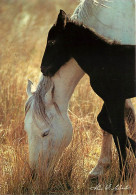 Format Spécial - 170 X 120 Mms - Animaux - Chevaux - Pouliche Et Son Poulain - Photo De Hans W. Silvester - Etat Léger P - Horses