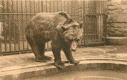 Animaux - Ours - Anvers Jardin Zoologique - Ours Brun - Zoo - Bear - CPA - Carte Neuve - Voir Scans Recto-Verso - Bären