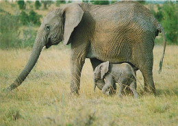 Animaux - Eléphants - Afrique - éléphanteau - CPM - Voir Scans Recto-Verso - Éléphants