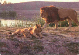 Animaux - Fauves - Lion - African Safari Plaisance Du Touch - Zoo - CPM - Carte Neuve - Voir Scans Recto-Verso - Löwen