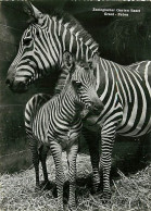 Animaux - Zèbres - Zoo De Bale - Zoologischer Garten Basel - Zèbre De Grant - Mention Photographie Véritable - Carte Den - Zebras