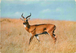 Animaux - Antilope - Faune Africaine - CPM - Voir Scans Recto-Verso - Autres & Non Classés